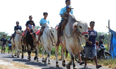 Peternak Sapi di Jawa Tengah Gelar Kirab Sebagai Wujud Syukur Terjualnya Sapi Mereka