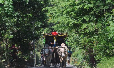 Peternak Sapi di Jawa Tengah Gelar Kirab Sebagai Wujud Syukur Terjualnya Sapi Mereka