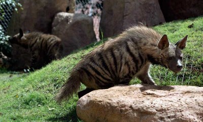 Bali Zoo Datangkan Hyaena Bahrain Untuk Dikembangbiakan