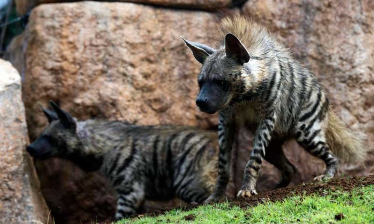 Bali Zoo Datang Dua Ekor Hyaena Bahrain Untuk Dikembangbiakan