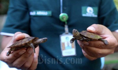 Kura-Kura Ceper Yang Hampir Punah Menetas di Bandung Zoological Garden