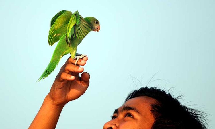 Pecinta Burung Paruh Bengkok Melatih Burungnya Terbang di Tengah Pandemi Covid-19