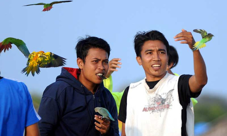 Pecinta Burung Paruh Bengkok Melatih Burungnya Terbang di Tengah Pandemi Covid-19