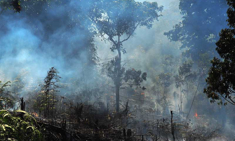 258 Desa di Jambi Berstatus Daerah Rawan Kebakaran Hutan dan Lahan