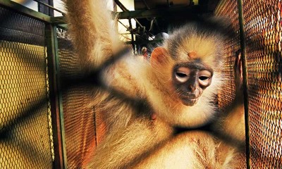 BKSDA Banten Sita Seekor Lutung Simpai Yang Dipelihara Warga