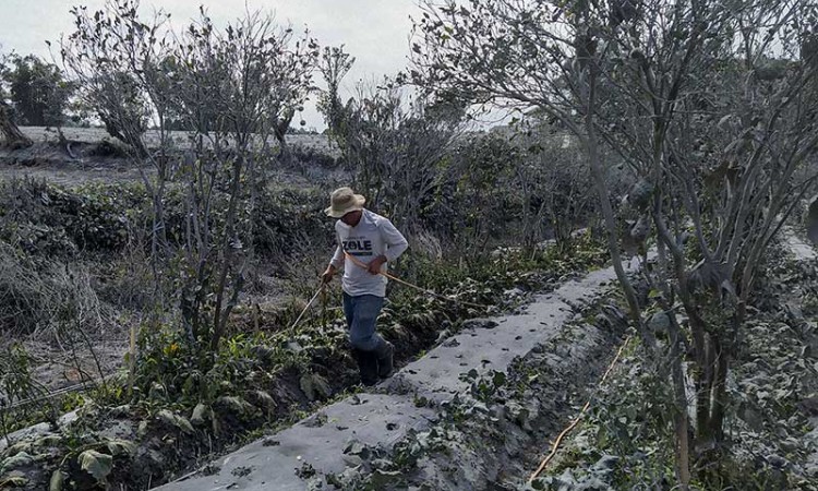 Petani Bergotong Royong Membersihkan Tanaman Mereka Yang Tertutup Abu Vulkanik Pascaerupsi Gunung Sinabung