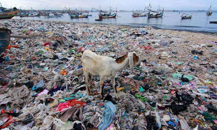Pantai di Pelabuhan Muncar Banyuwangi Dipenuhi Tumpukan Sampah