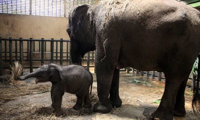 Bayi Gajah Sumatra Lahir di Taman Safari Prigen Jawa Timur