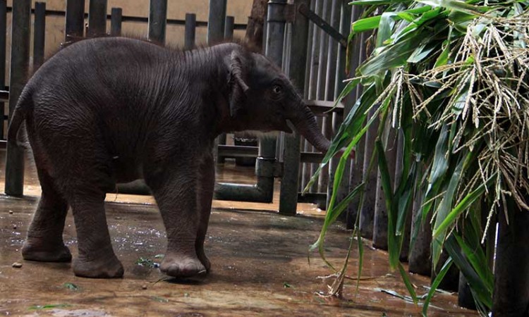Bayi Gajah Sumatra Lahir di Taman Safari Prigen Jawa Timur