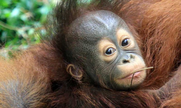 Kelahiran Bayi Orangutan Kalimantan Menambah Koleksi Taman Safari Prigen Jawa Timur