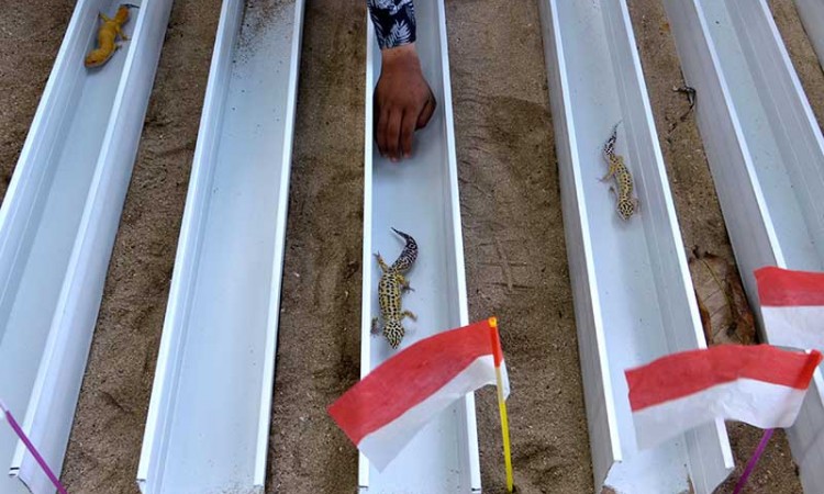 Pecinta Satwa Gelar Lomba Balap Kura-Kura Hingga Balap Reptil Untuk Meriahkan HUT RI Ke-75