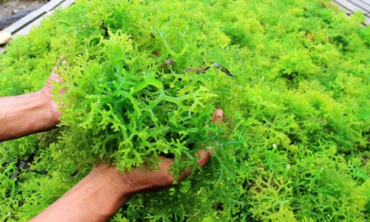 Harga Rumput Laut Anjlok Semenjak Pandemi Covid-19