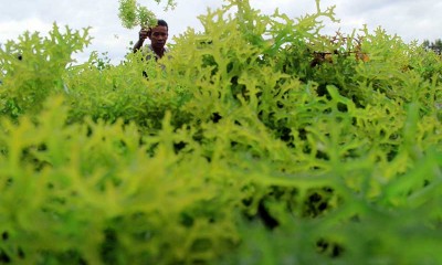 Harga Rumput Laut Anjlok Semenjak Pandemi Covid-19