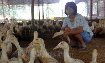 Harga Bebek Hibrida Turun Hingga 15 Persen Karena Pandemi Covid-19