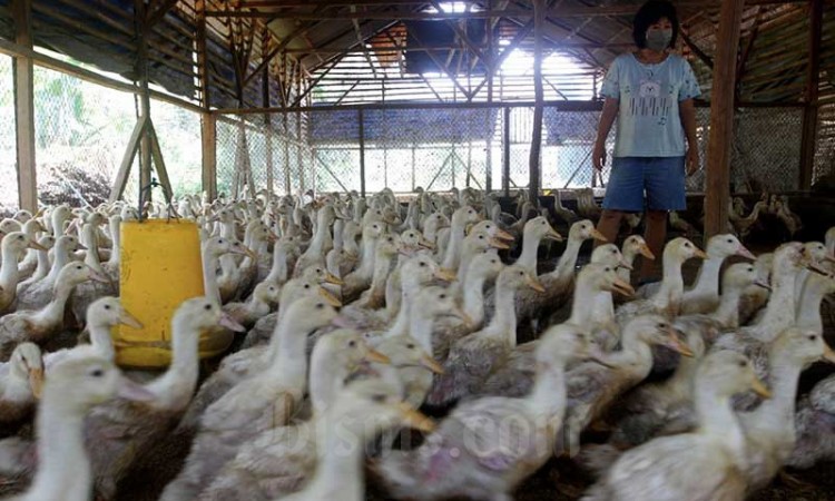 Harga Bebek Hibrida Turun Hingga 15 Persen Karena Pandemi Covid-19