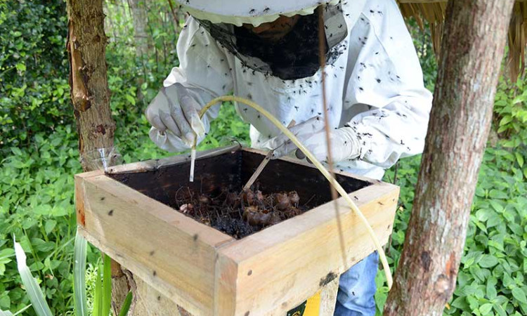 Harga Madu Lebah Lelulut di Aceh Mencapai Rp600.000 Per Kilogram