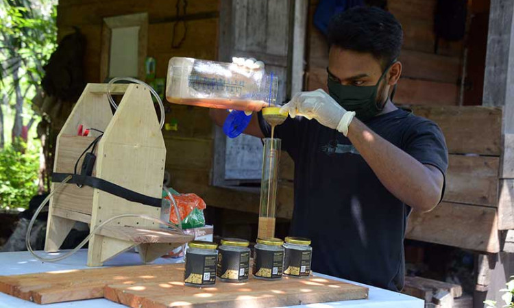 Harga Madu Lebah Lelulut di Aceh Mencapai Rp600.000 Per Kilogram