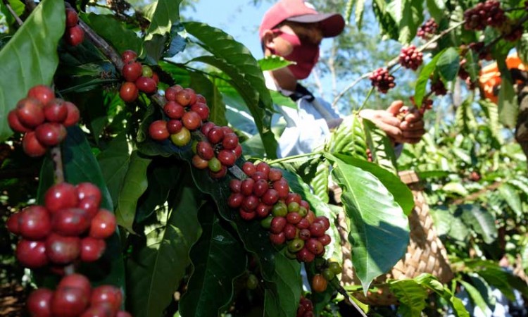 Panen Kopi Robusta Perdana di Temanggung Jawa Tengah