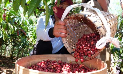 Panen Kopi Robusta Perdana di Temanggung Jawa Tengah