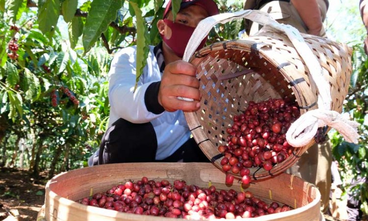 Panen Kopi Robusta Perdana di Temanggung Jawa Tengah