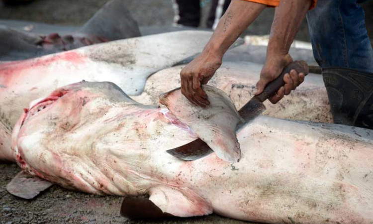 Ikan Hiu Harimau Dijual Hingga Harga Rp3 Juta Per Ekor di Aceh