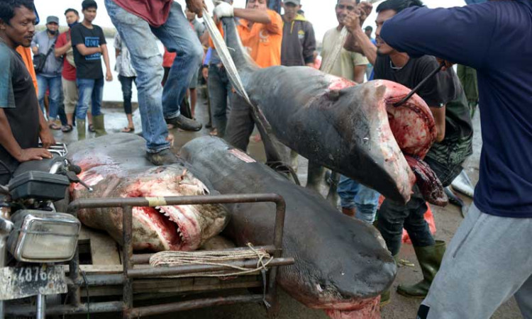 Ikan Hiu Harimau Dijual Hingga Harga Rp3 Juta Per Ekor di Aceh