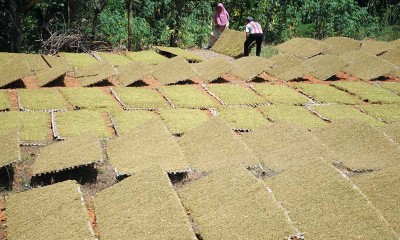 Harga Tembakau di Petani Turun Hingga 50 Persen