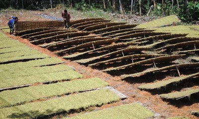 Harga Tembakau di Petani Turun Hingga 50 Persen