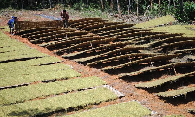 Harga Tembakau di Petani Turun Hingga 50 Persen