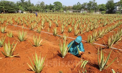 Petani Lidah Buaya di Bogor Menghasilkan Omset Rp750 Juta Per Tahun