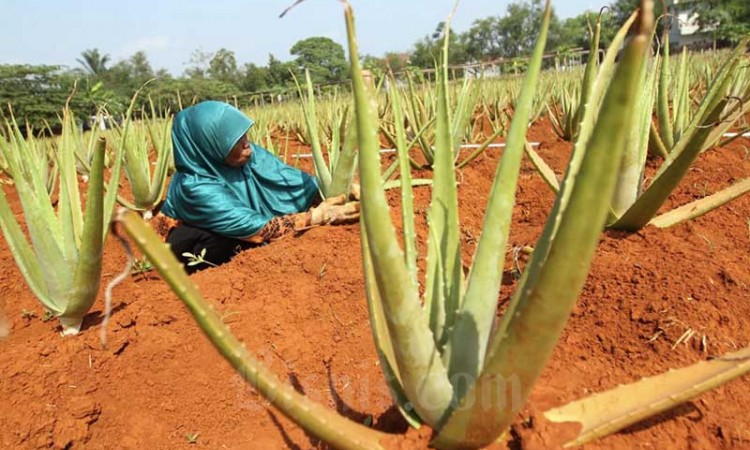 Petani Lidah Buaya di Bogor Menghasilkan Omset Rp650 Juta Per Tahun