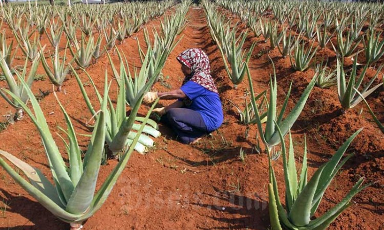 Petani Lidah Buaya di Bogor Menghasilkan Omset Rp650 Juta Per Tahun