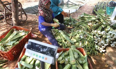 Petani Lidah Buaya di Bogor Menghasilkan Omset Rp650 Juta Per Tahun