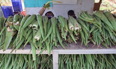 Petani Lidah Buaya di Bogor Menghasilkan Omset Rp650 Juta Per Tahun