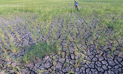 Lahan Pertanian di Jawa Barat Mulai Kekeringan dan Terancam Gagal Panen