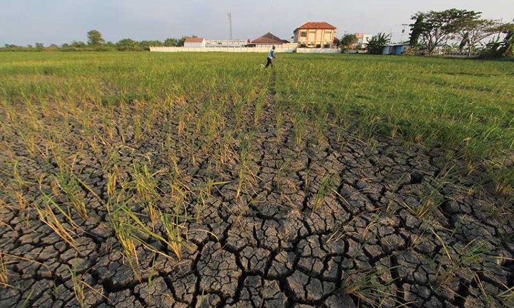 Lahan Pertanian di Jawa Barat Mulai Kekeringan dan Terancam Gagal Panen