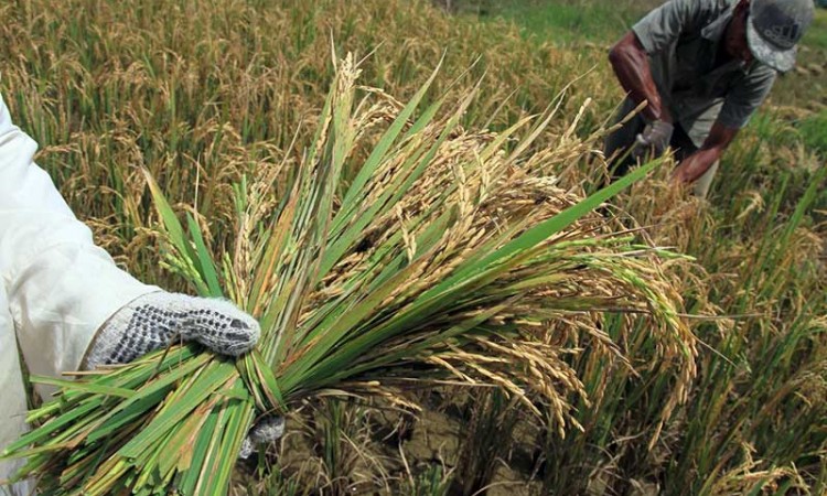 Perum Bulog Targetkan Serap Gabah Petani Sebesar 1,4 Juta Ton Pada 2020