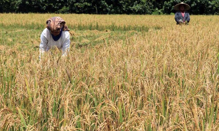 Perum Bulog Targetkan Serap Gabah Petani Sebesar 1,4 Juta Ton Pada 2020