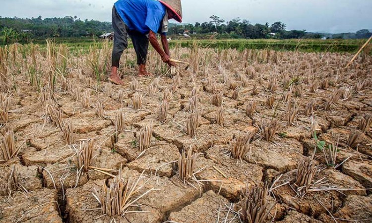 Kekeringan Mulai Terjadi di Sejumlah Wilayah di Indonesia