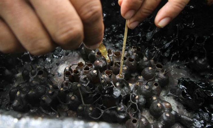 Permintaan Madu Lebah Kelulut Meningkat di Tengah Pandemi Covid-19