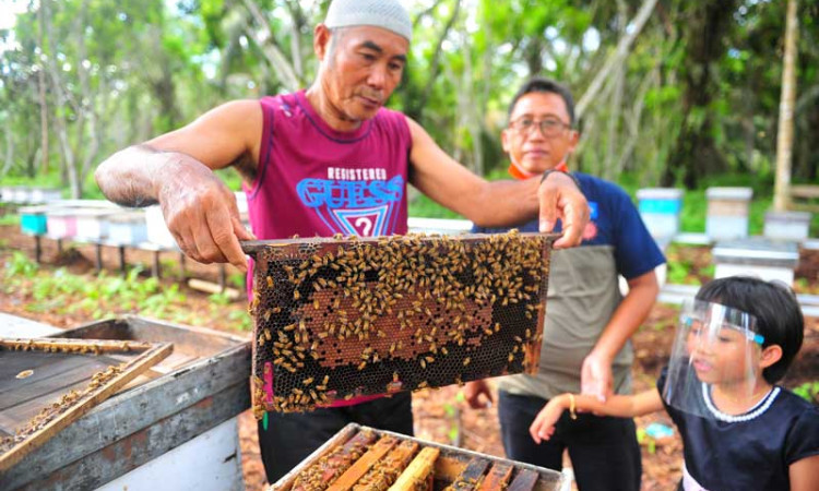 Madu Apis Mellifera di Jambi Dijual Dengan Harga Rp200 Ribu Per Kotak