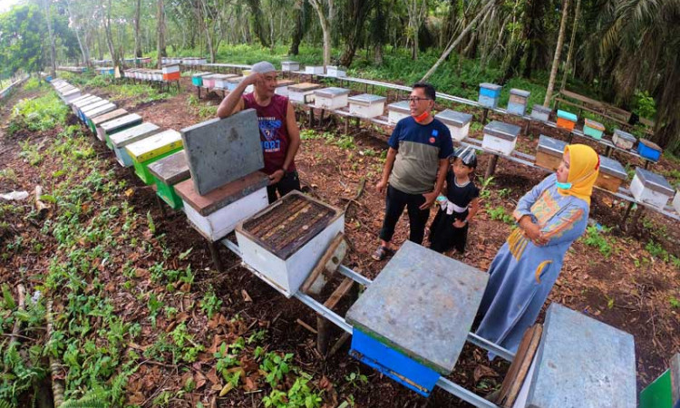 Madu Apis Mellifera di Jambi Dijual Dengan Harga Rp200 Ribu Per Kotak