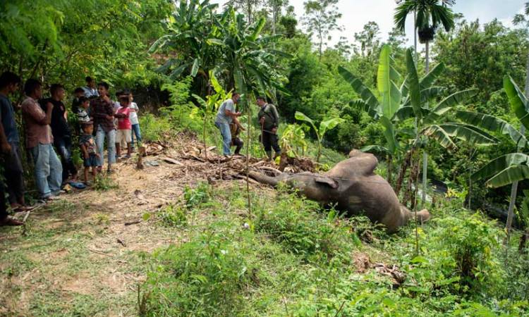 Gajah Sumatra Liar di Aceh Ditemukan Mati di Kebun Milik Warga