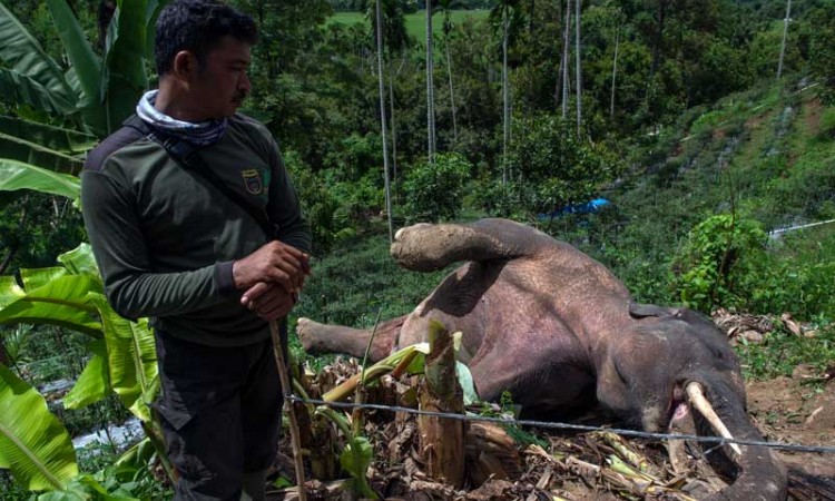 Gajah Sumatra Liar di Aceh Ditemukan Mati di Kebun Milik Warga