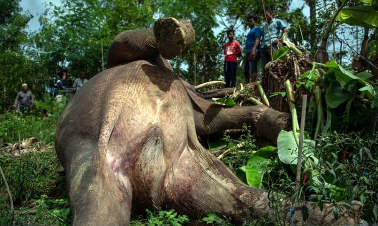 Gajah Sumatra Liar di Aceh Ditemukan Mati di Kebun Milik Warga