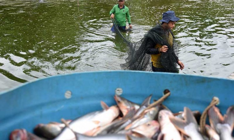 Sentra Ikan Patin di Riau Mampu Menghasilkan 360 Ton Ikan Patin Per Bulan
