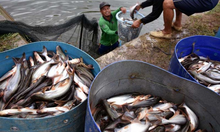 Sentra Ikan Patin di Riau Mampu Menghasilkan 360 Ton Ikan Patin Per Bulan