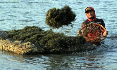 Kementerian Kelautan dan Perikanan Menargetkan Produksi Rumput Laut Nasional Pada 2020 Sebesar 10,99 juta ton