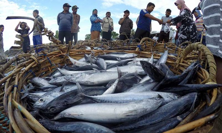 Masa Pandemi Covid-19 Tangkapan Nelayan Melimpah, Namum Daya Beli Masyarakat Turun