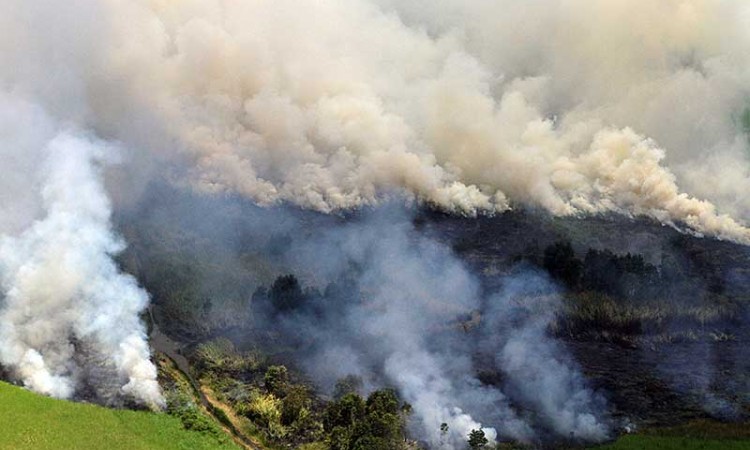 BPBD Kalimantan Selatan Mencatat  Hingga September 2020 Sebanyak 103,12 Hektare Hutan dan Lahan Terbakar